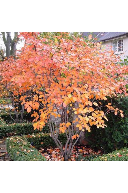 Посадка Ірги вільхолистої Слейт 